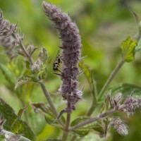 Spear Mint